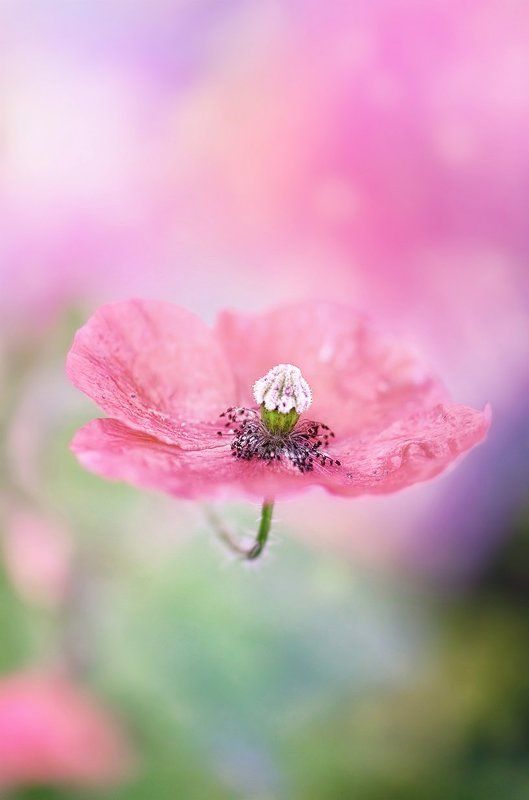 antrisolja,nature,macro,beauty,poppy, Nebulaphoto preview