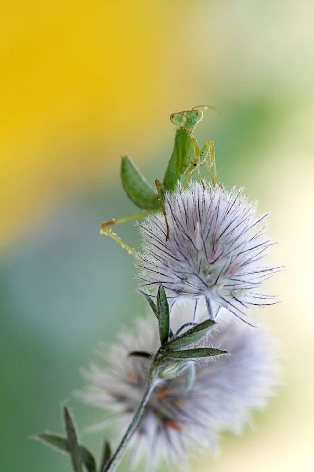 , Сергей Таланов