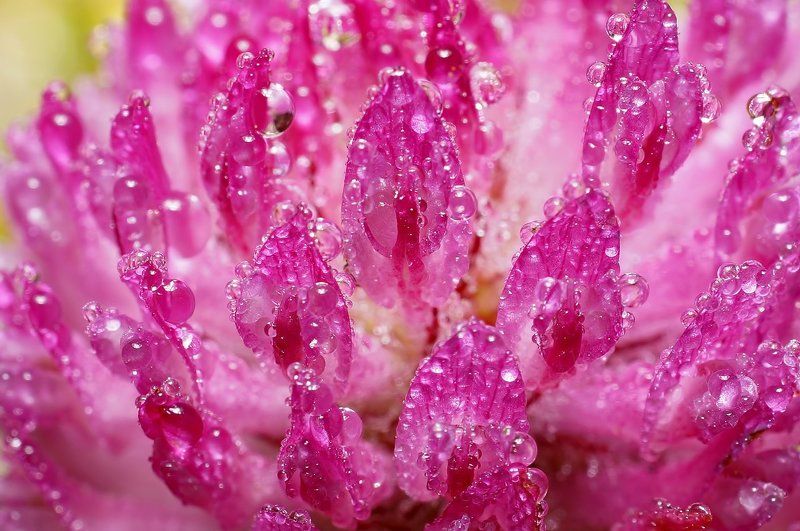 Дождь, Капли, Клевер, Макро, Печора Розовое настроениеphoto preview