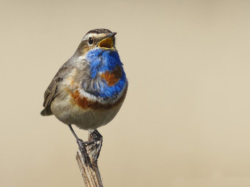 Варакушка Bluethroat.photo preview