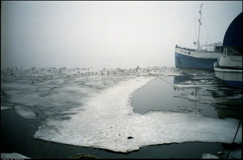 Грачи прилетели.photo preview
