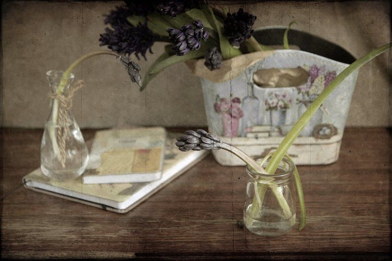 Гиацинты цвета ночи фото превью