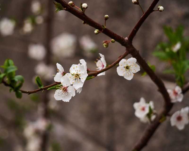 Россия, Крым, Весна, Цветы, Цветение, Природа, Гурзуф, Ялта, Деревья, Пробуждение, Оживление, Лепестки Пробуждениеphoto preview