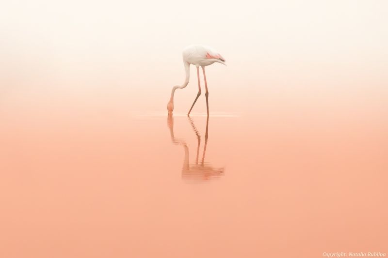 Животные, Природа, Птицы, Розовый рассвет, Тишина, Фламинго Розовая тишина ...photo preview