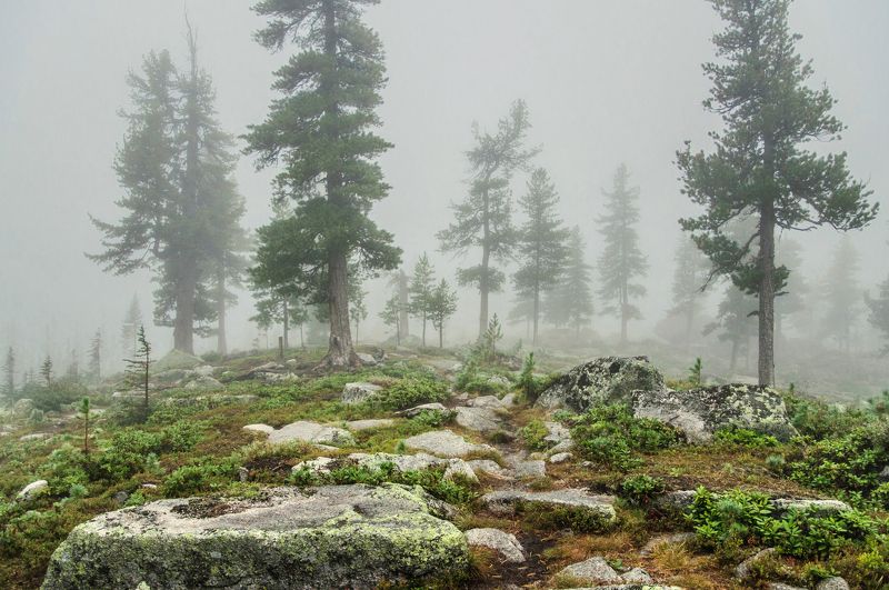 в туманном лесу я бродил...photo preview