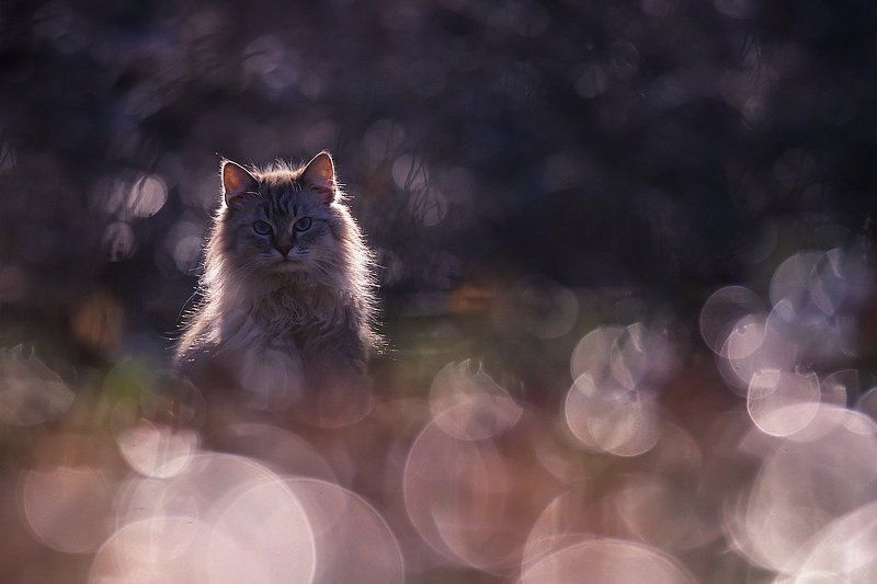 Солнечныйphoto preview