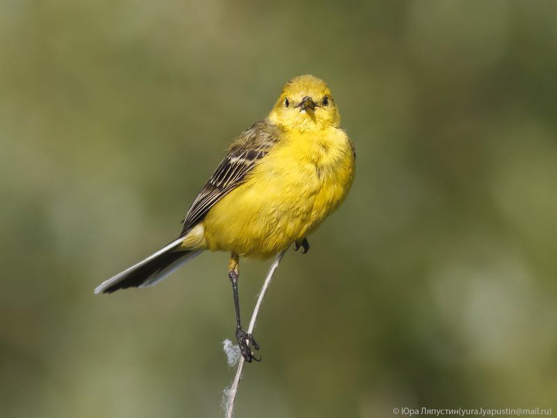 Трясогузка Yellow-backed Wagtail.photo preview