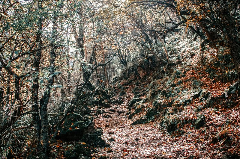 В горном лесу photo preview