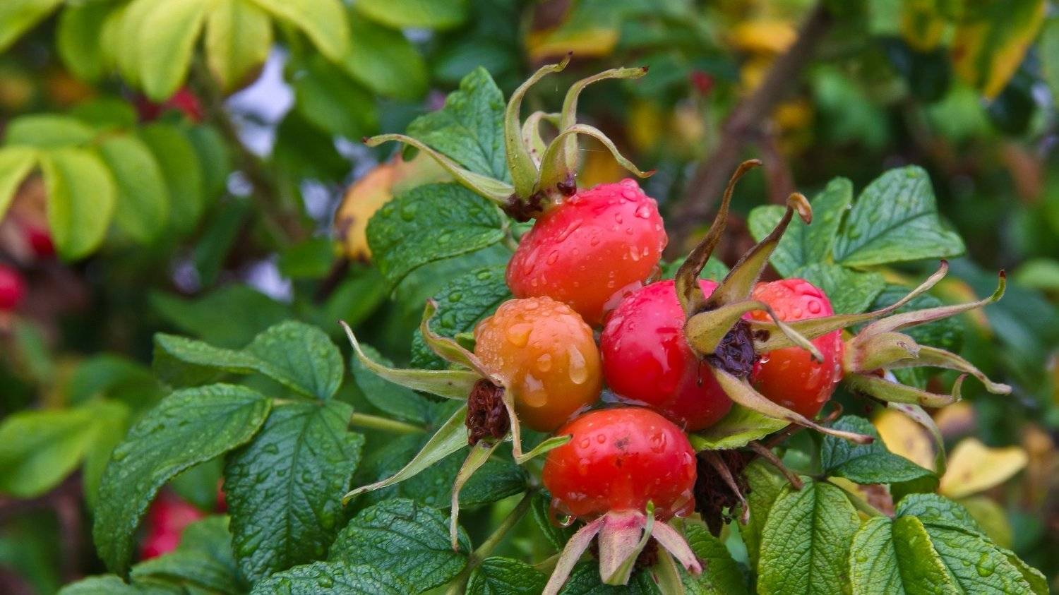 Это Осень. Автор: IliaV , IliaV