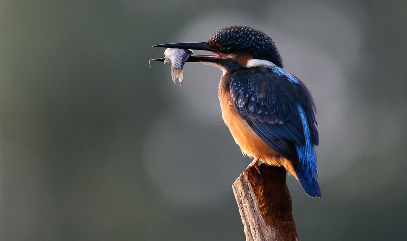#bird, #birds, #fauna, #kingfisher, #nature, #Rostov region, #wildlife, #зимородок, #природа, #птицы, #Ростов-на-Дону, #Ростовская обл., #фауна Зимородок с уловомphoto preview