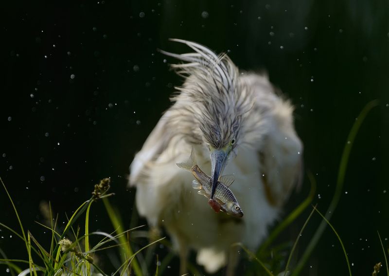 Heron, Жёлтая цапля Жёлтая цапляphoto preview