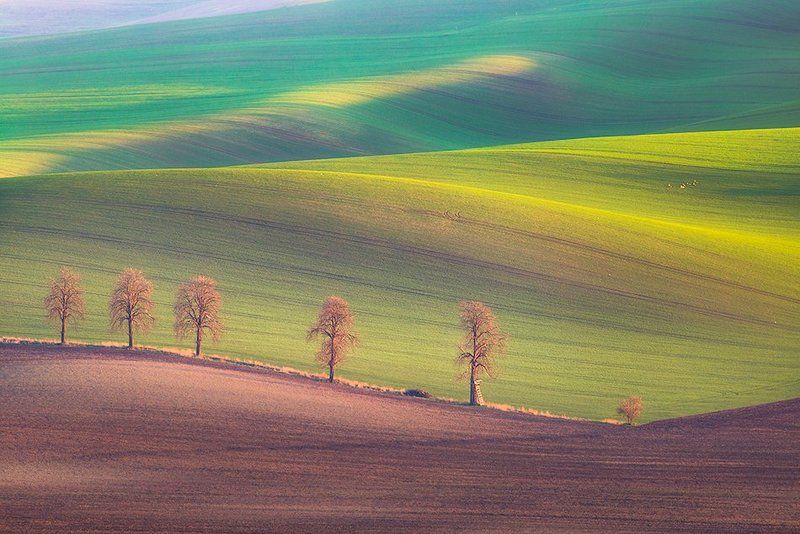 Spring cheestnut\'sphoto preview