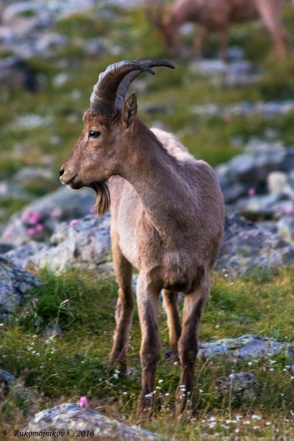 Дикая природа, Дикие животные, Животные, Фотоохота, Рукомойников Валентин