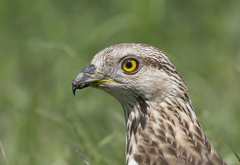 Осоед, дневные, хищные, птицы Портрет осоедаphoto preview