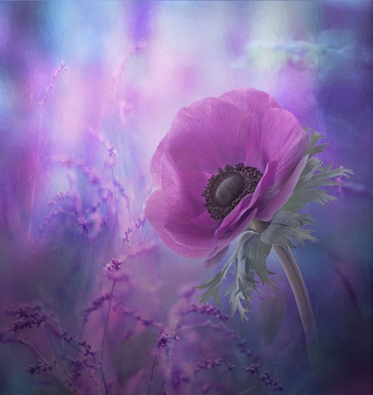 Лиловый цветок, Мак ****photo preview