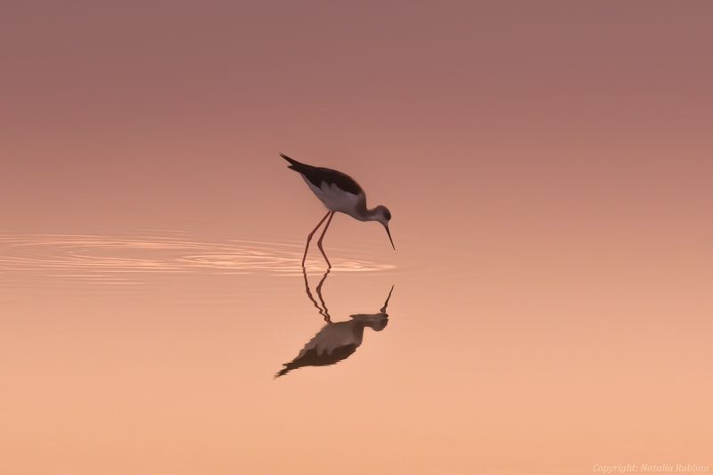 Животные, Озеро, Отражение, Природа, Птицы, Рассвет, Ходулочник Ходулочник на рассвете ...photo preview