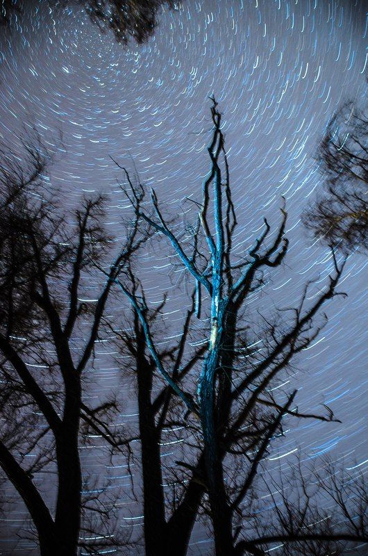 весна, ветви, дерево, звёзды, небо, ночь, таинство, треки Очень звёздное настроениеphoto preview