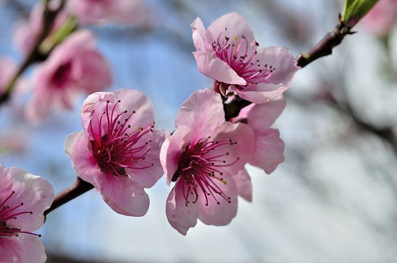 Веснаphoto preview