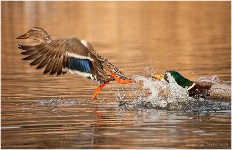 anas platyrhynchos, кряква - Позвольте ручку поцеловать!photo preview