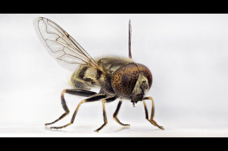 Белое, Крупный план, Крылья, Лапы, Муха макро, Пособие Наглядное пособиеphoto preview