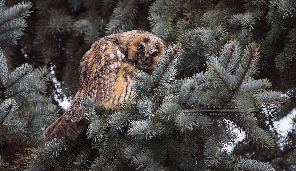 Birds, Birdsphoto, Owl, Wildlife, Wildlife photography, Анималистика, Сова, Фотоохота, Snowrain