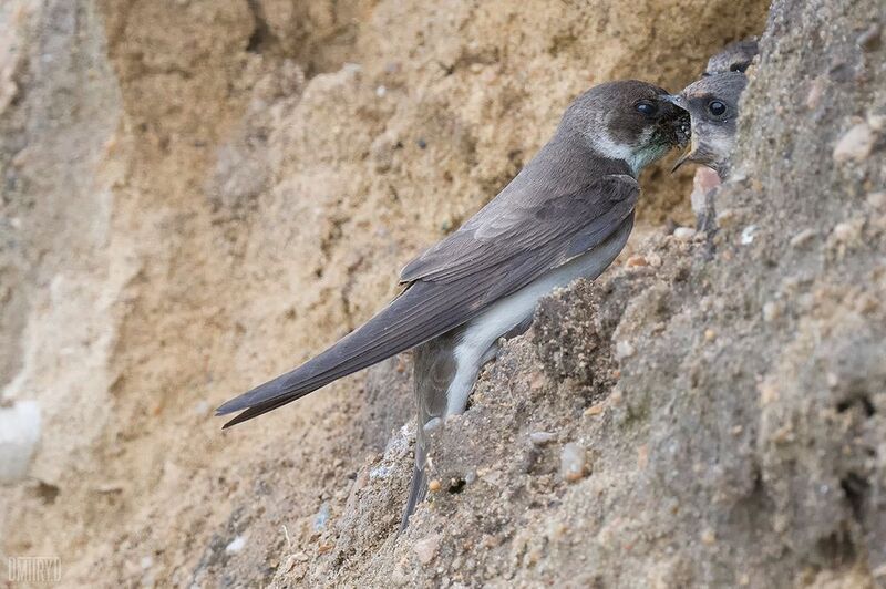 Береговушки фото превью