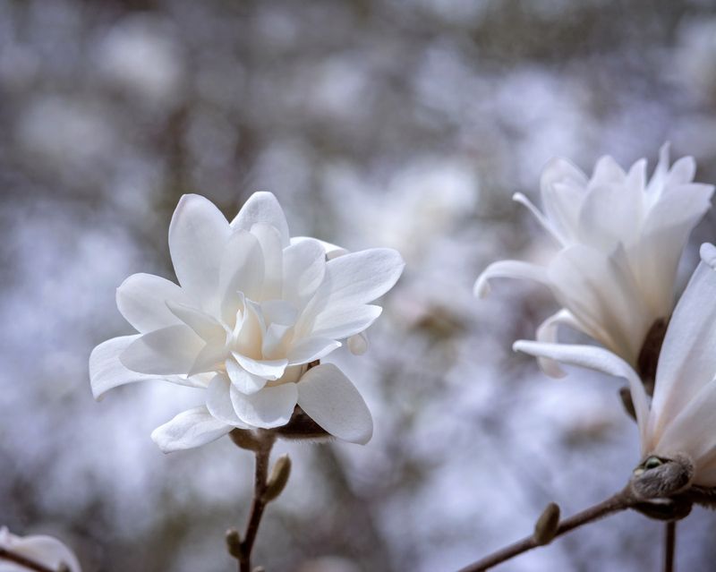 магнолия, цветы, природа, макро, боке Нежная магнолия фото превью