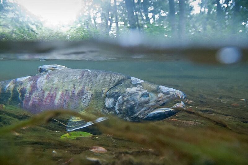 камчатка, рыба, нерест, кета, лосось Он свое дела сделалphoto preview