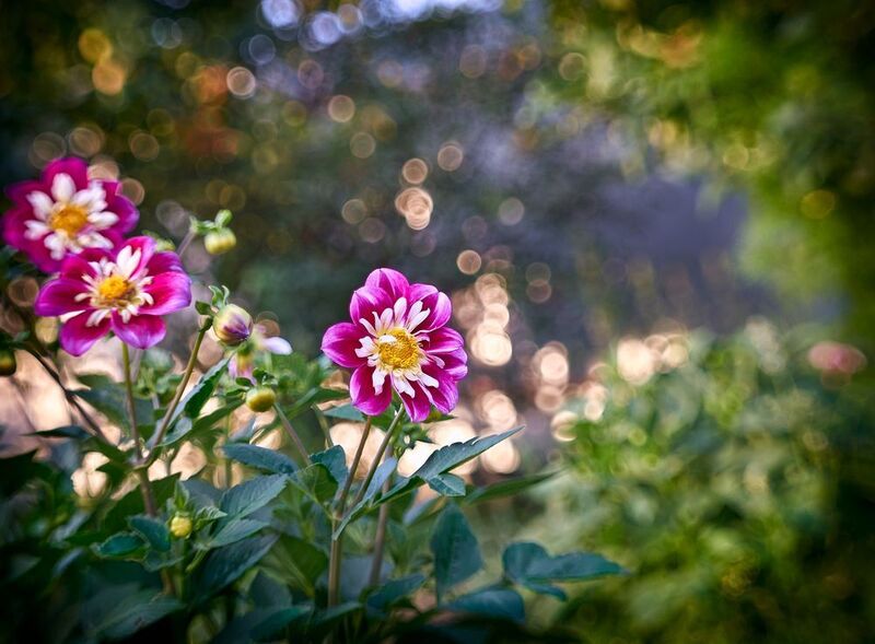 helios 44-2  фото превью