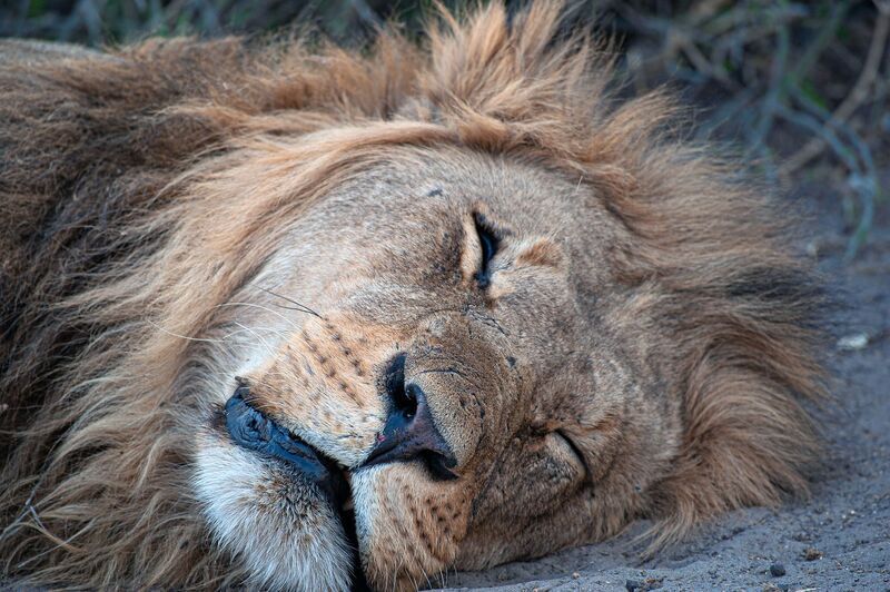 лев, ботсвана Просто левphoto preview