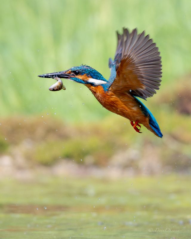 зимородок, птица, в, полете, kingfisher, bird, in, flight Домой с уловом!photo preview