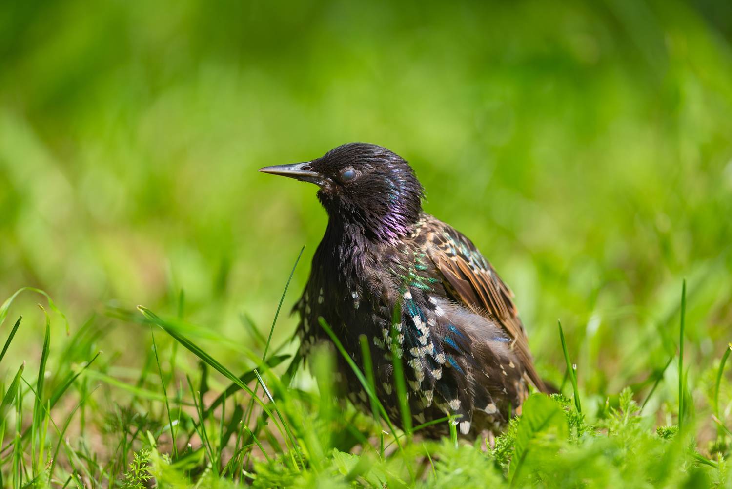 Скворец. Автор: Воронов Денис скворец, птица, птицы, лето, лес, парк, природа, фотоохота, петербург, санкт-петербург, спб, Воронов Денис