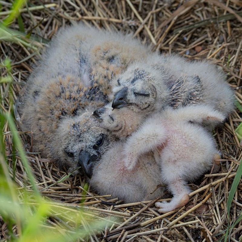 болотная сова, сова, птицы, совенок, совята Совиные сбнимашкиphoto preview