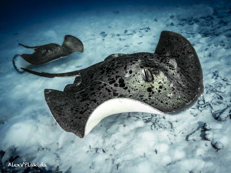 Есть такая профессия: патрулировать морское дноphoto preview