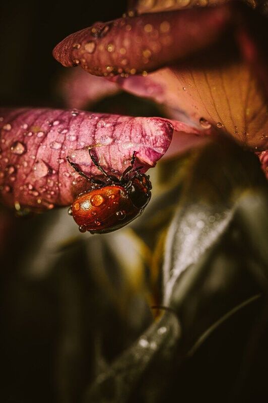 Еще раз листоедphoto preview