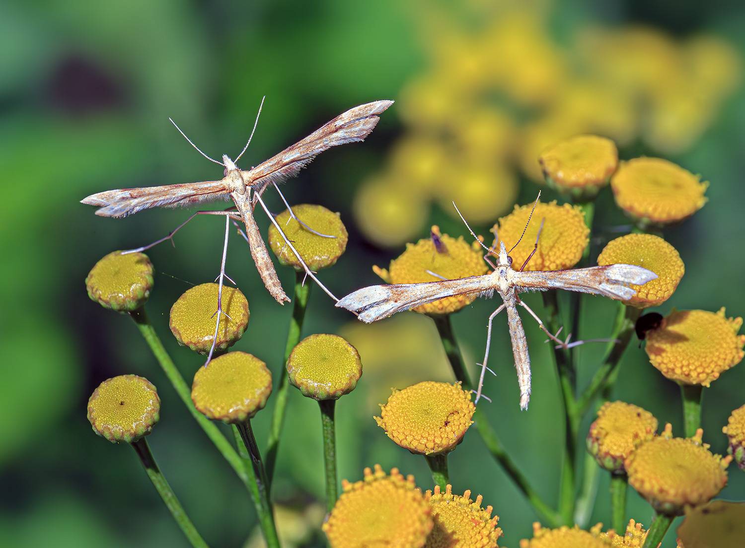 На пижме.... Автор: Борис Новиков насекомые, бабочка, моль, пальцекрылка, пижма, лето, июль, Борис Новиков