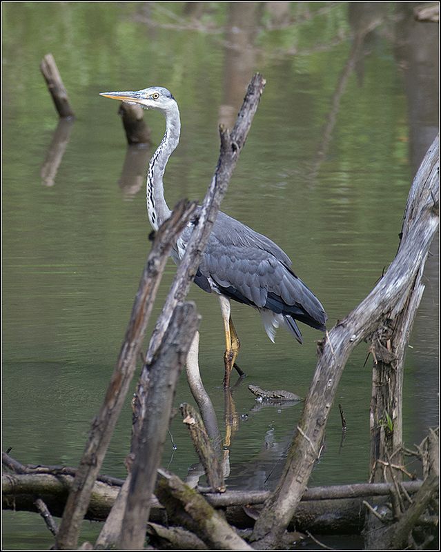 москва, пруд, парк, птица Серая цапляphoto preview
