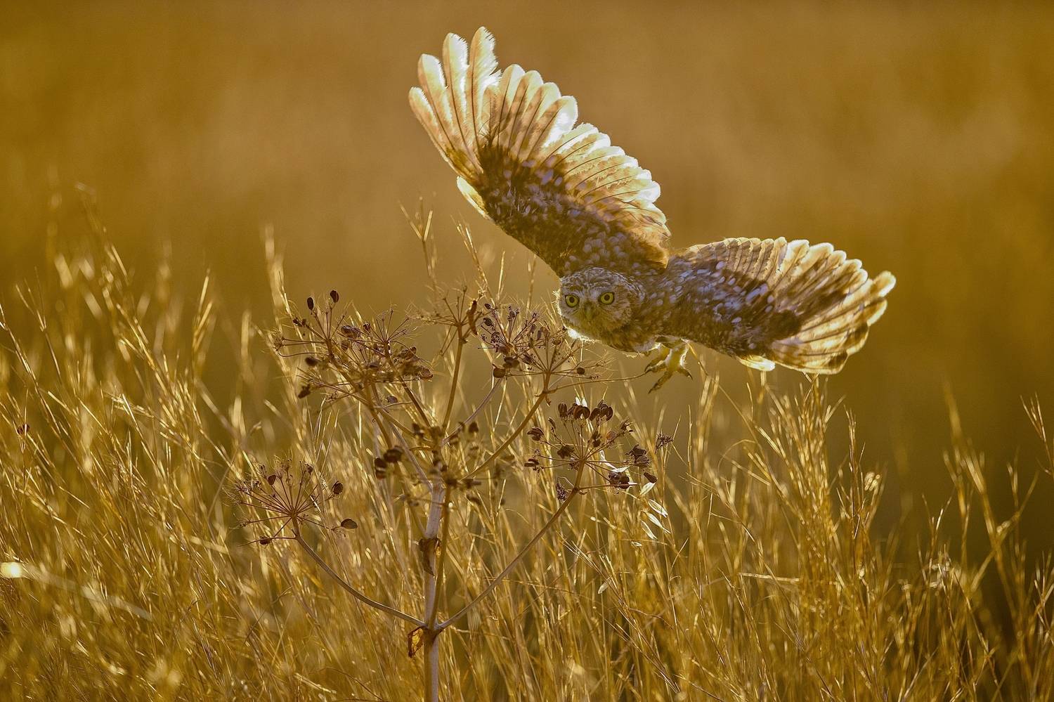 Golden light . Автор: David Manusevich , David Manusevich