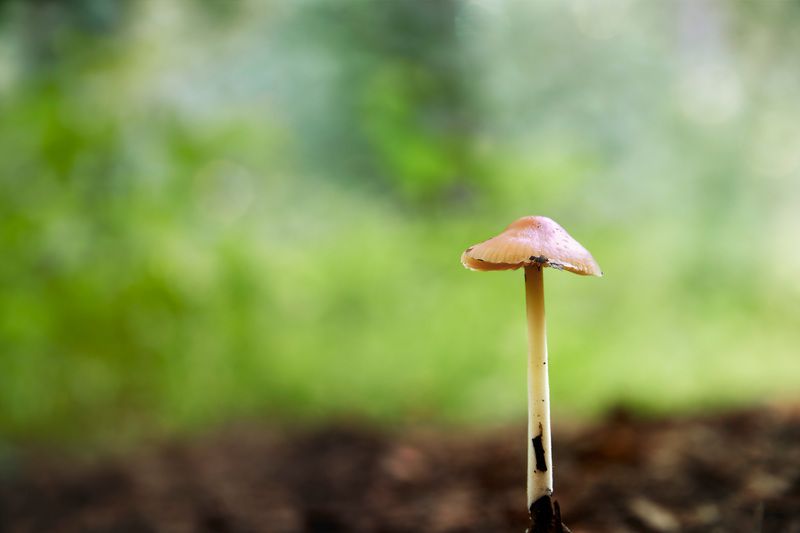 гриб Одинокий грибокphoto preview