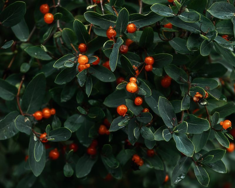 ягоды, природа, плоды, пираканата, лето Ягодкиphoto preview