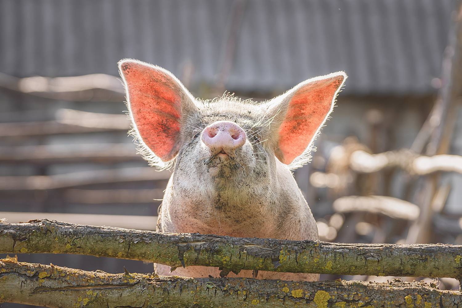 Хрюшка. Автор: Корнеев Алексей , Корнеев Алексей
