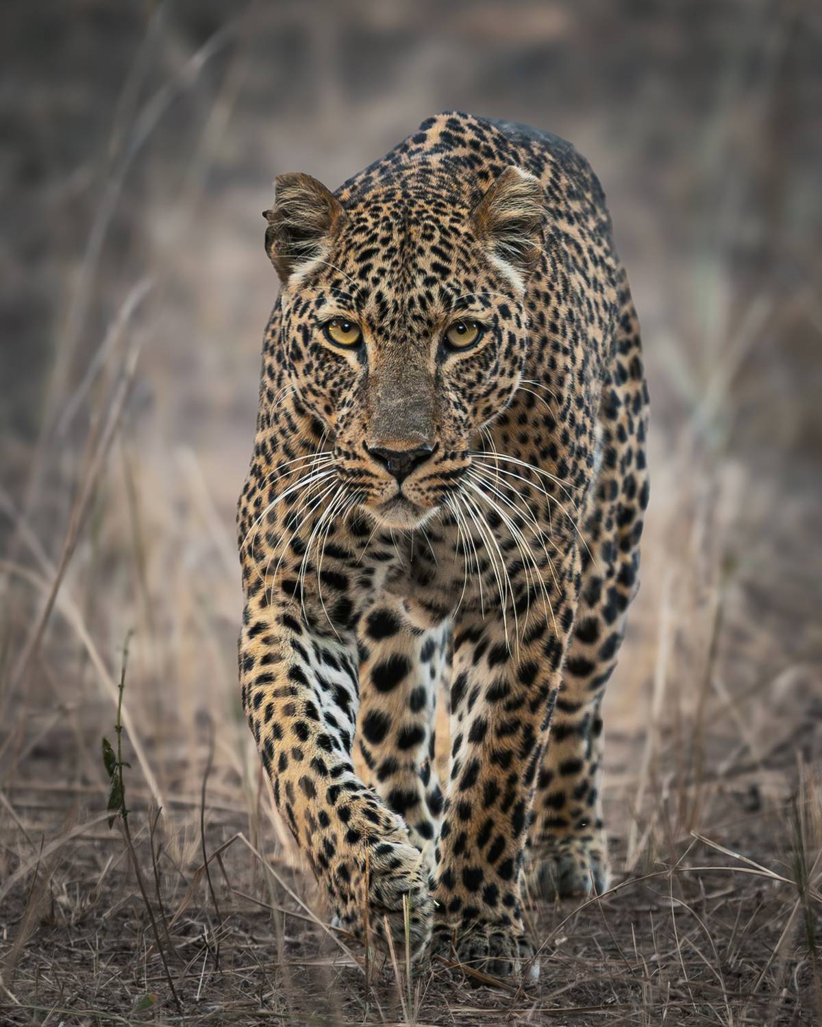 Leopart — cień sawanny. Автор: Marian Lubawski , Marian Lubawski