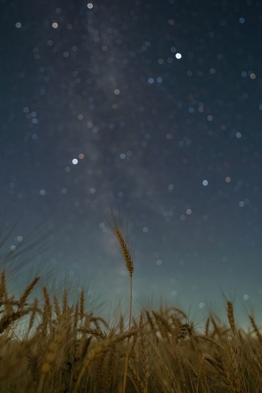 Колосья пшеницы на фоне млечного путиphoto preview