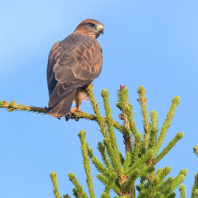 Никто не ускользнёт от взгляда моего.photo preview