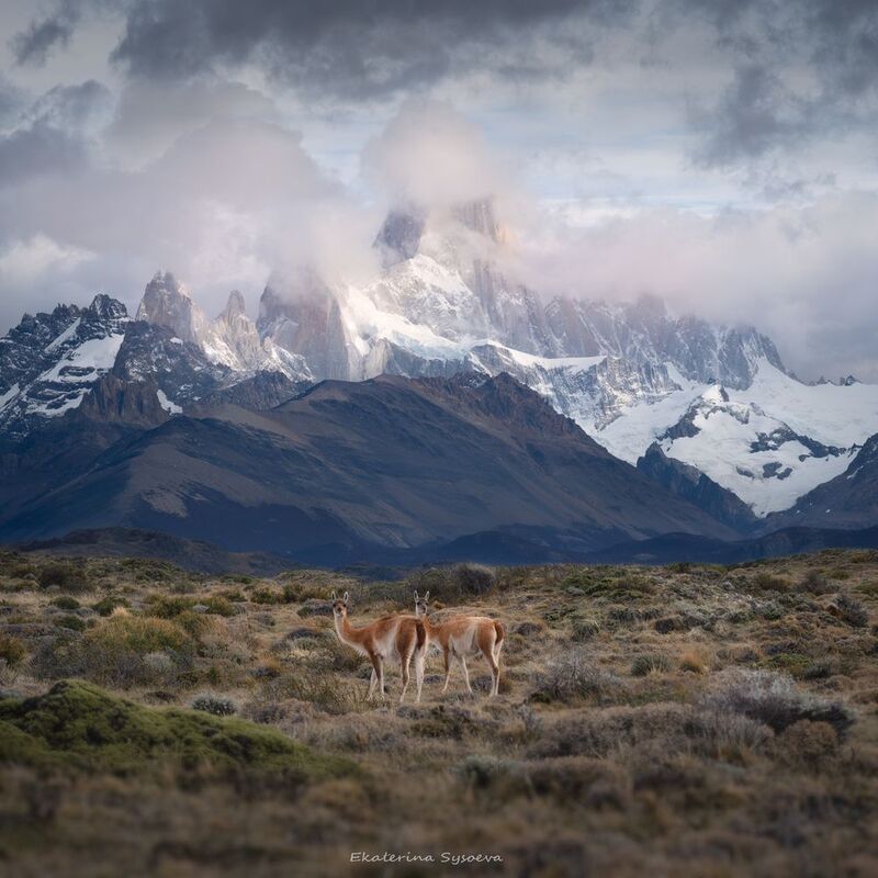 Гуанако на фоне Фитцрояphoto preview