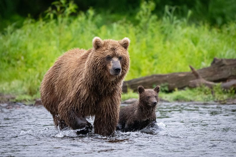 медведи, медвежонок, хищник, Камчатка Совсем не страшно рядом с мамойphoto preview