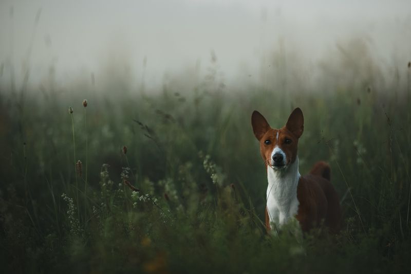 erizo en la nieblaphoto preview