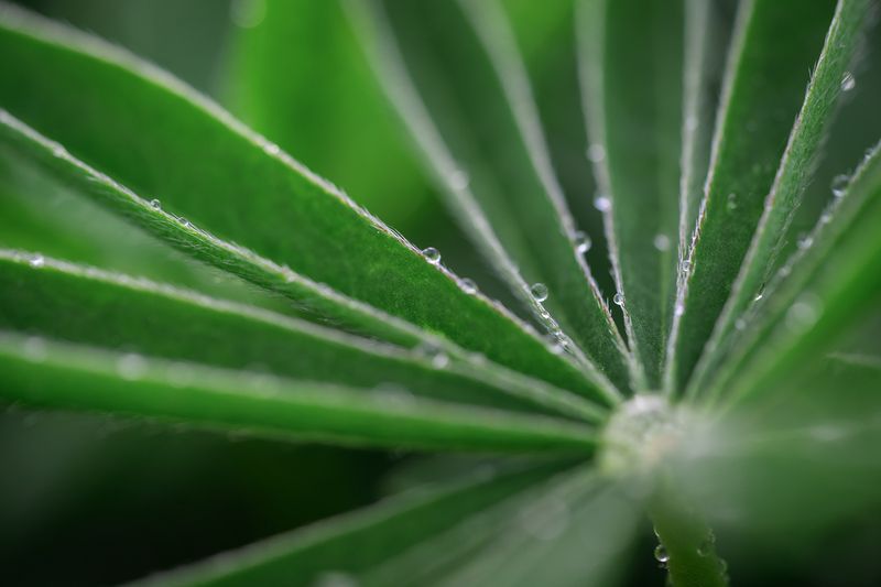 люпин, цветы, растения, природа, крупный план Люпиновые листья фото превью