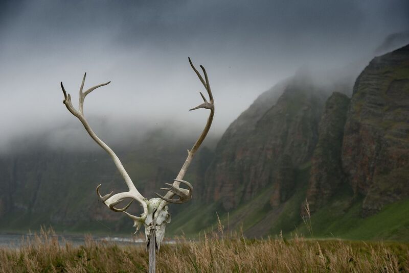 командорские острова, остров беринга, бухта, камчатка Бухта Гладковская, остров Берингаphoto preview