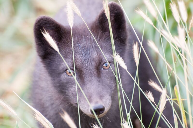 командорские острова, остров беринга, песец Песецphoto preview